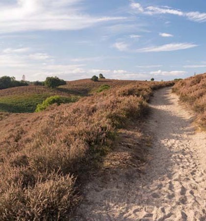 Het Nationaal Park De Hoge Veluwe 2 2500Px